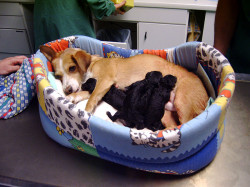 Tierarztpraxis_Zerzawy_03